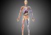 Amazing Facts About the Human Body Human Body facts