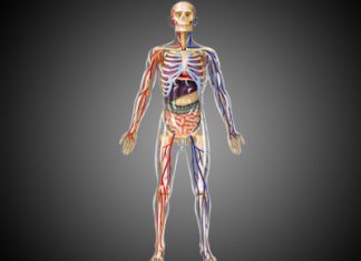 Amazing Facts About the Human Body Human Body facts